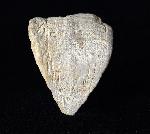 Calceola sandalina (LINNAEUS 1771) - Bild © FossNet FossilienStore